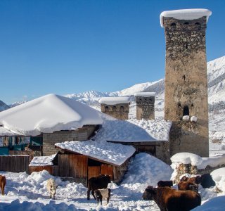 Skitouren & Freeride in Swanetien | Georgien, Farm mit Tieren im Winter, Mestia