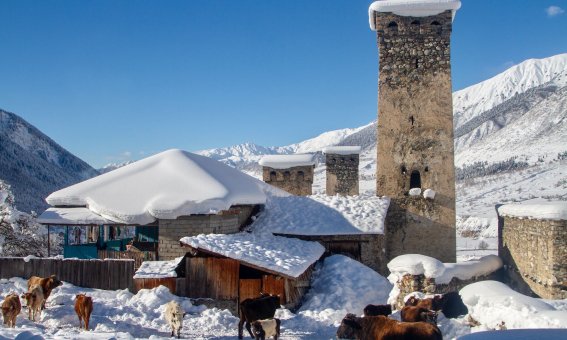 Skitouren in Svanetien / Georgien, Farm mit Tieren im Winter, Mestia