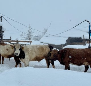 bewohner mazeri, skitouren svanetien