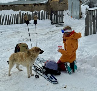 Begrüßung nach der Skitour, Hund, Mestia