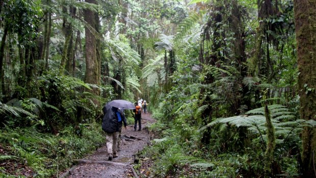 Kilimanjaro, Anmarsch durch den Regenwald