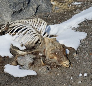 Grönland, Skitour Maniitsoq09852