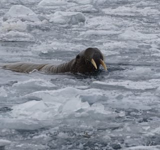 Svalbard 26- wallross im Treibeis