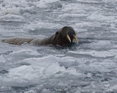 Svalbard 26- wallross im Treibeis