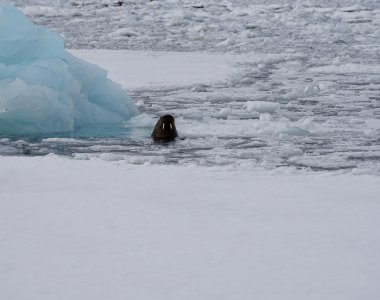 Svalbard 2600147