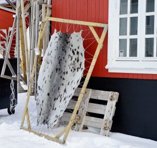 Seehundfell in Nuuk