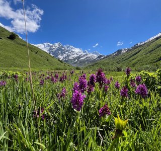 Blumenwiese, Orchideen, Adishi