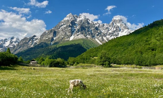 Ushba, Blumenwiese mit Kalb, Mazeri