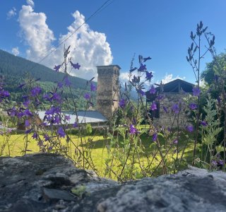 Blumenwiese vor Wehrturm in Mestia