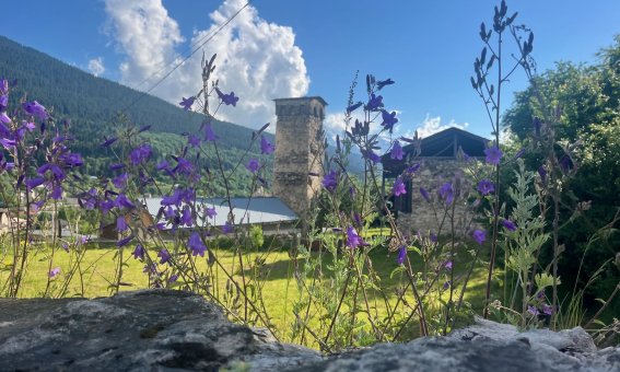 Blumenwiese vor Wehrturm in Mestia