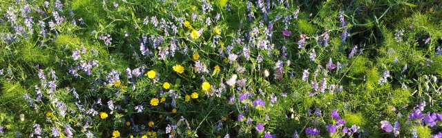 Psychotherapie Beziehung, Blumenwiese