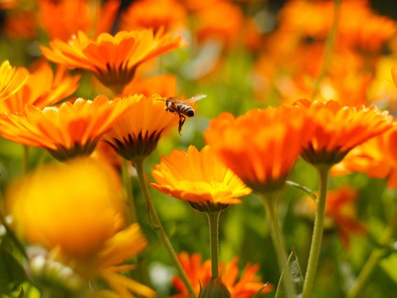 Psychotherapie Nadja Schuster, @michaelimkleinwalsertal Psychotherapie, Allgäu, Kleinwalsertal, Bregenzerwald, Bregenz, Nadja Schuster, Psychotherapie für Kinder und Jugendliche, Coaching, Supervision, Mediation, Seminare, Psychotherapie Corona, Psychotherapeutische Hilfestellung, Riezlern, Oberstdorf