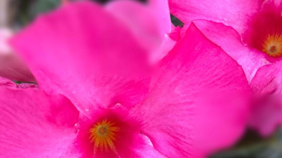 Bunte pinke Blumen zeigen ihre Pracht in einem Garten während des Frühlings und ziehen die Aufmerksamkeit der Passanten an.