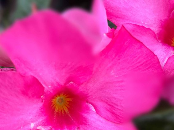 Blühende pinke Blumen im Garten im Frühling Bunte pinke Blumen zeigen ihre Pracht in einem Garten während des Frühlings und ziehen die Aufmerksamkeit der Passanten an.
