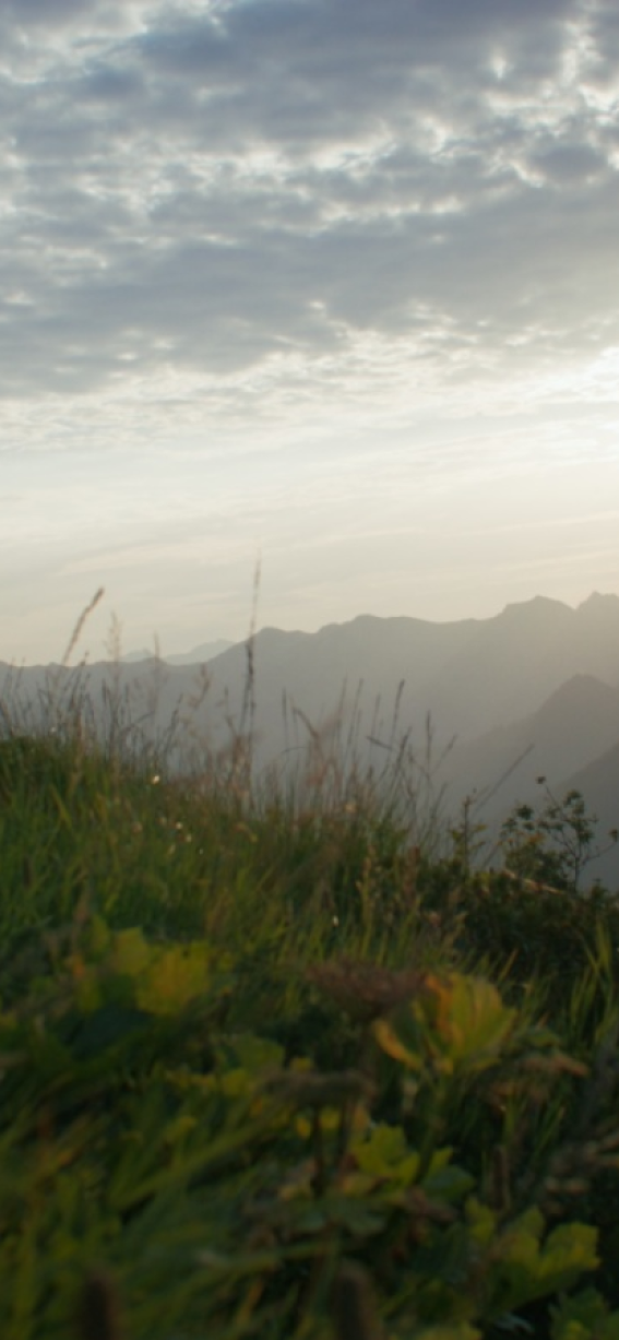 Im Vordergrund sind Blumen und Gräser einer Bergwiese zu sehen. Im Hintergrund geht die Sonne über dem Bergpanorama auf.