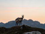 Gams im Sonnenuntergang