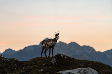Gams im Sonnenuntergang