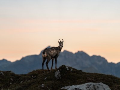 Gams im Sonnenuntergang