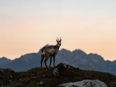Gams im Sonnenuntergang