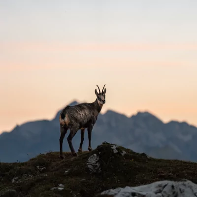 Gams im Sonnenuntergang