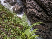 Flora in der Breitachklamm