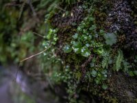 Pflanzen in der Breitachklamm