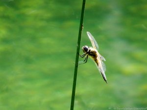 Libelle