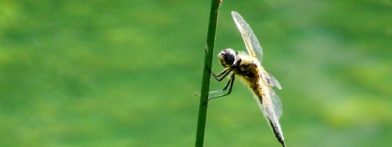 Libelle
