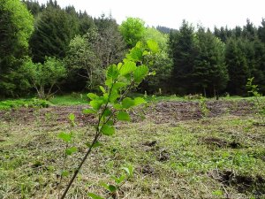 Strauch - und Baumhecken