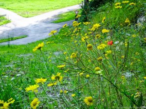 Blumen