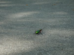 DSC00004
