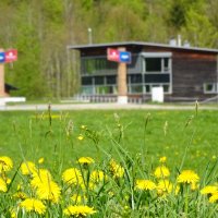 Blumenwiese im Nordic Zentrum