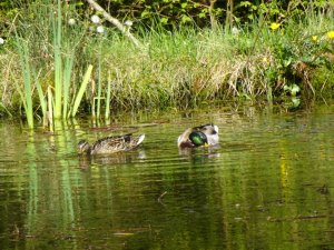 Enten im Nordic Zentrum