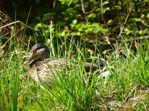 Ente