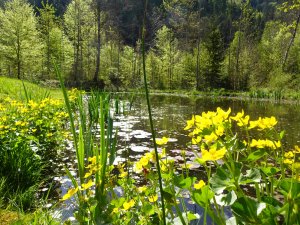 Frühlingsblüte im Nordic Zentrum