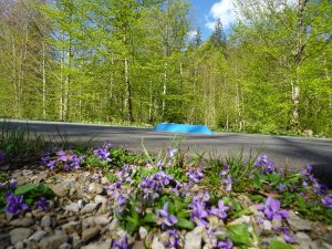 Blumen an der Rollerbahn