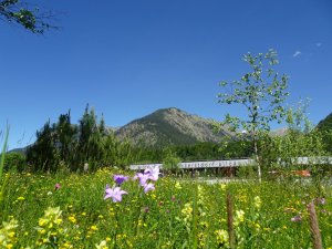 Natur im Nordic Zentrum