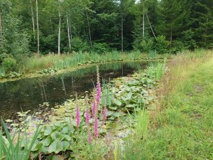 Amphibiengewässer am Blühen