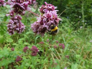 Biene in einer Blüte
