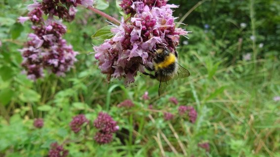 Biene in einer Blüte