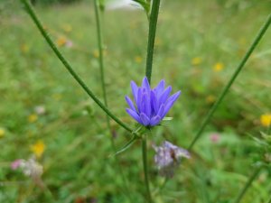 Blumenwiese (2)