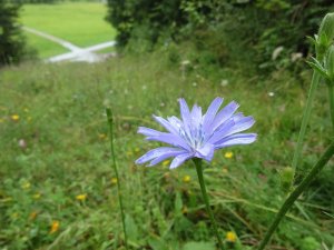 Blumenwiese