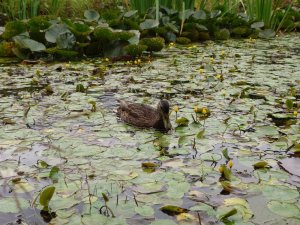 Ente im Gewässer