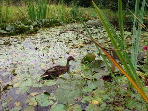 Ente zwischen den Seerosen