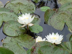 Seerose im Teich (2)