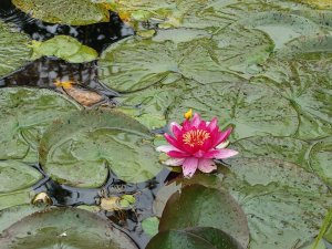 Seerose im Teich