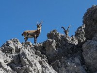 Steinböcke beobachten uns auf der Steinbocktour (1)