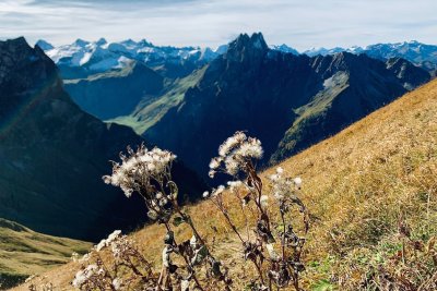 Höfats der Edeweiß Berg der Allgäuer Alpen