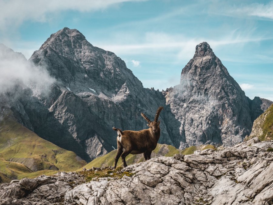 Ein prächtiger Steinbock