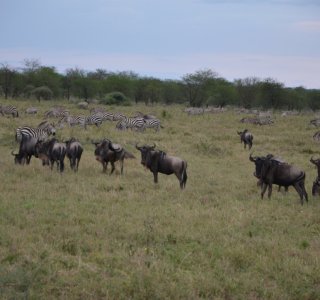 Tarangire Nationalpark Büffel